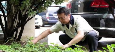 陈氏果业爆料事件视频,揭露行业黑幕背后的真相  第3张